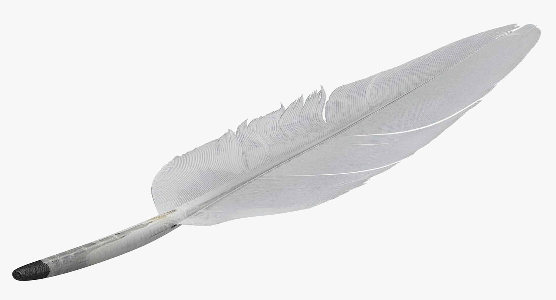 3D white goose feather model https://p.turbosquid.com/ts-thumb/bj/fPwcHV/TgzaPwWe/whitegoosefeather3dsmodel008/jpg/1563830653/1920x1080/fit_q87/81218c3e8c1fa003bb47b232515d081b49afd3d0/whitegoosefeather3dsmodel008.jpg