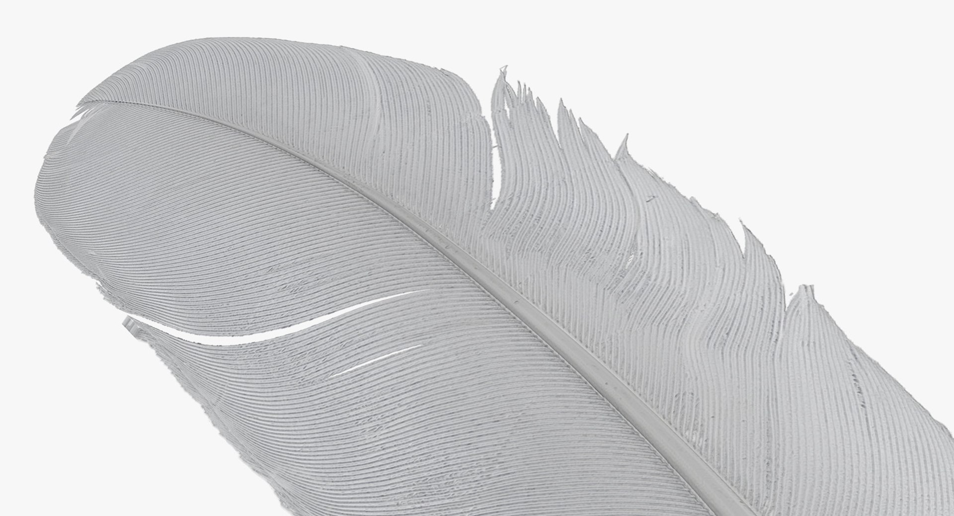 3D white goose feather model https://p.turbosquid.com/ts-thumb/bj/fPwcHV/ZtXUg0dG/whitegoosefeather3dsmodel011/jpg/1563830663/1920x1080/fit_q87/ce79a7b82559bb478faea7894c5fbb56e9aa987a/whitegoosefeather3dsmodel011.jpg