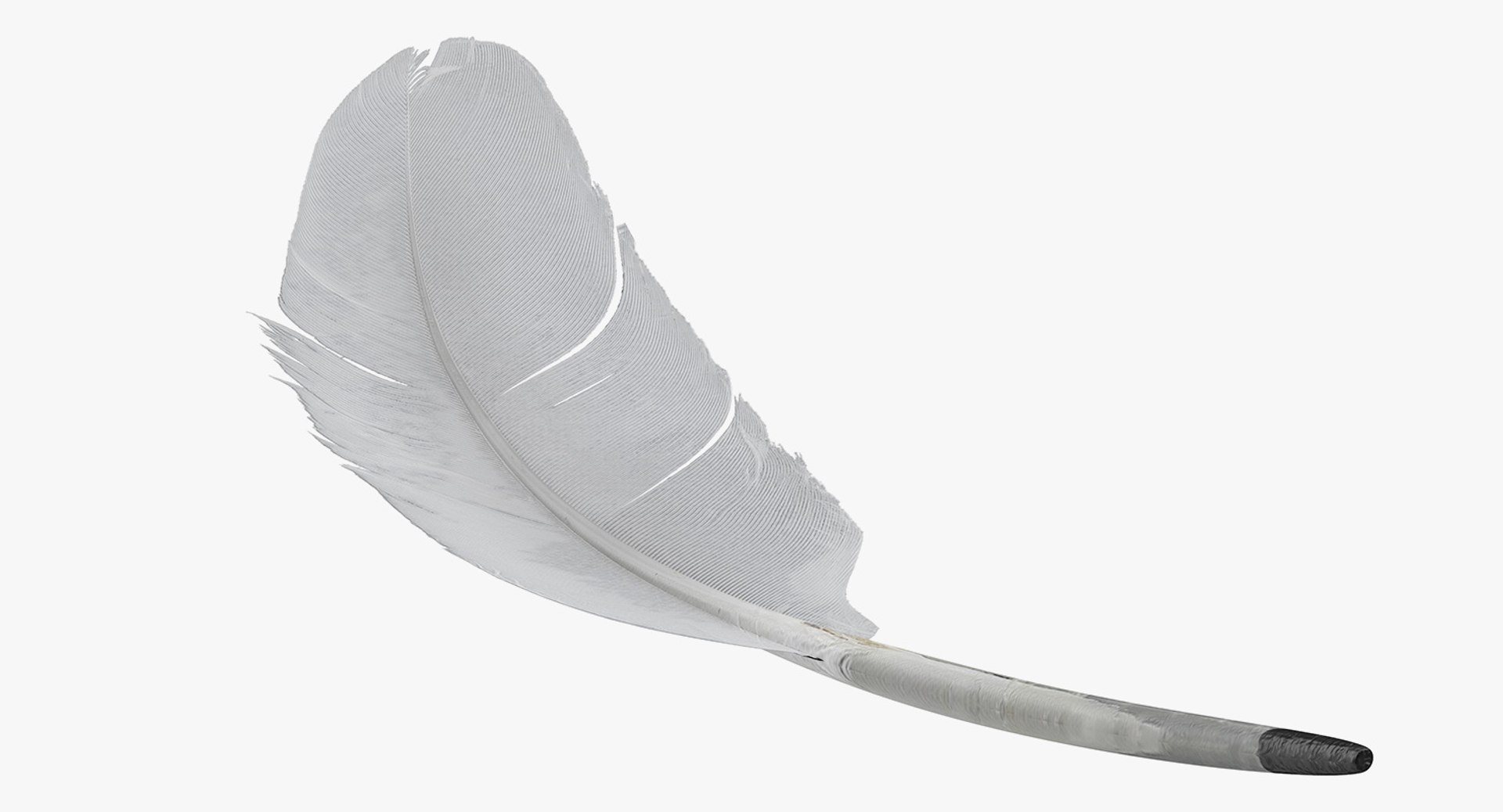 3D white goose feather model https://p.turbosquid.com/ts-thumb/bj/fPwcHV/c8htFWTG/whitegoosefeather3dsmodel007/jpg/1563830650/1920x1080/fit_q87/8772b7195bbf8c6d35f5137fed7ce3f128f75efa/whitegoosefeather3dsmodel007.jpg