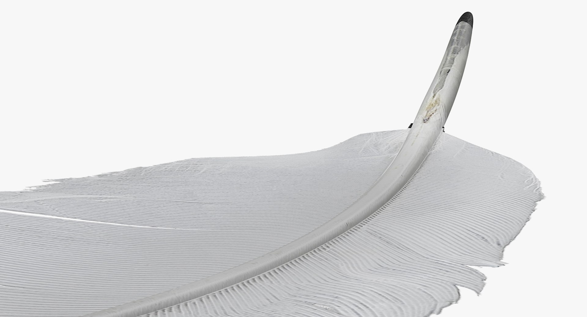 3D white goose feather model https://p.turbosquid.com/ts-thumb/bj/fPwcHV/jMGvnJvb/whitegoosefeather3dsmodel010/jpg/1563830659/1920x1080/fit_q87/2ddc4d6dd5ce32a07c750d260cf4c1573a7b3442/whitegoosefeather3dsmodel010.jpg