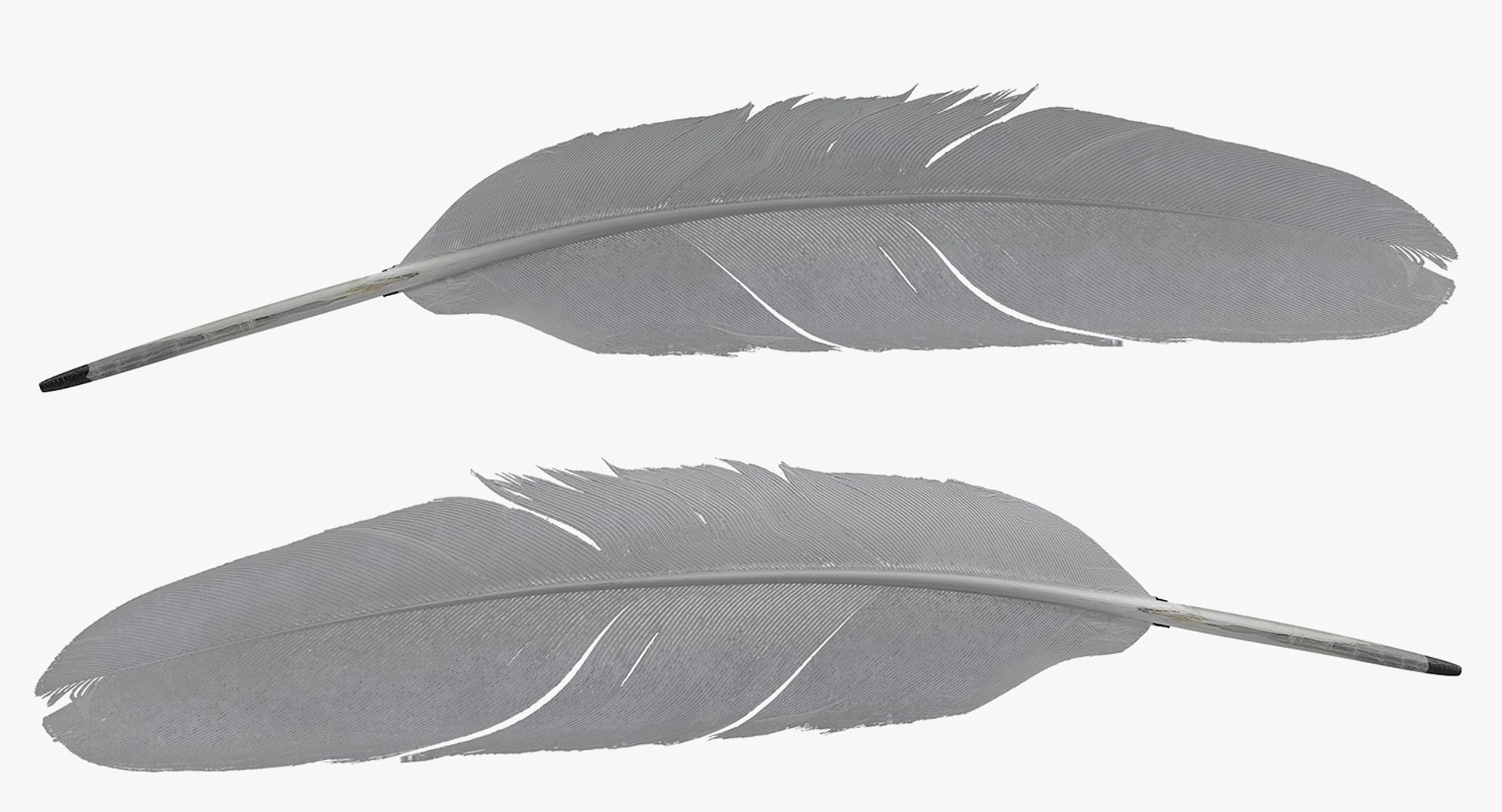 3D white goose feather model https://p.turbosquid.com/ts-thumb/bj/fPwcHV/o1mXE0ME/whitegoosefeather3dsmodel009/jpg/1563830656/1920x1080/fit_q87/051eb4310bb124dd379e0dd71a1f0c9ff3eb187a/whitegoosefeather3dsmodel009.jpg