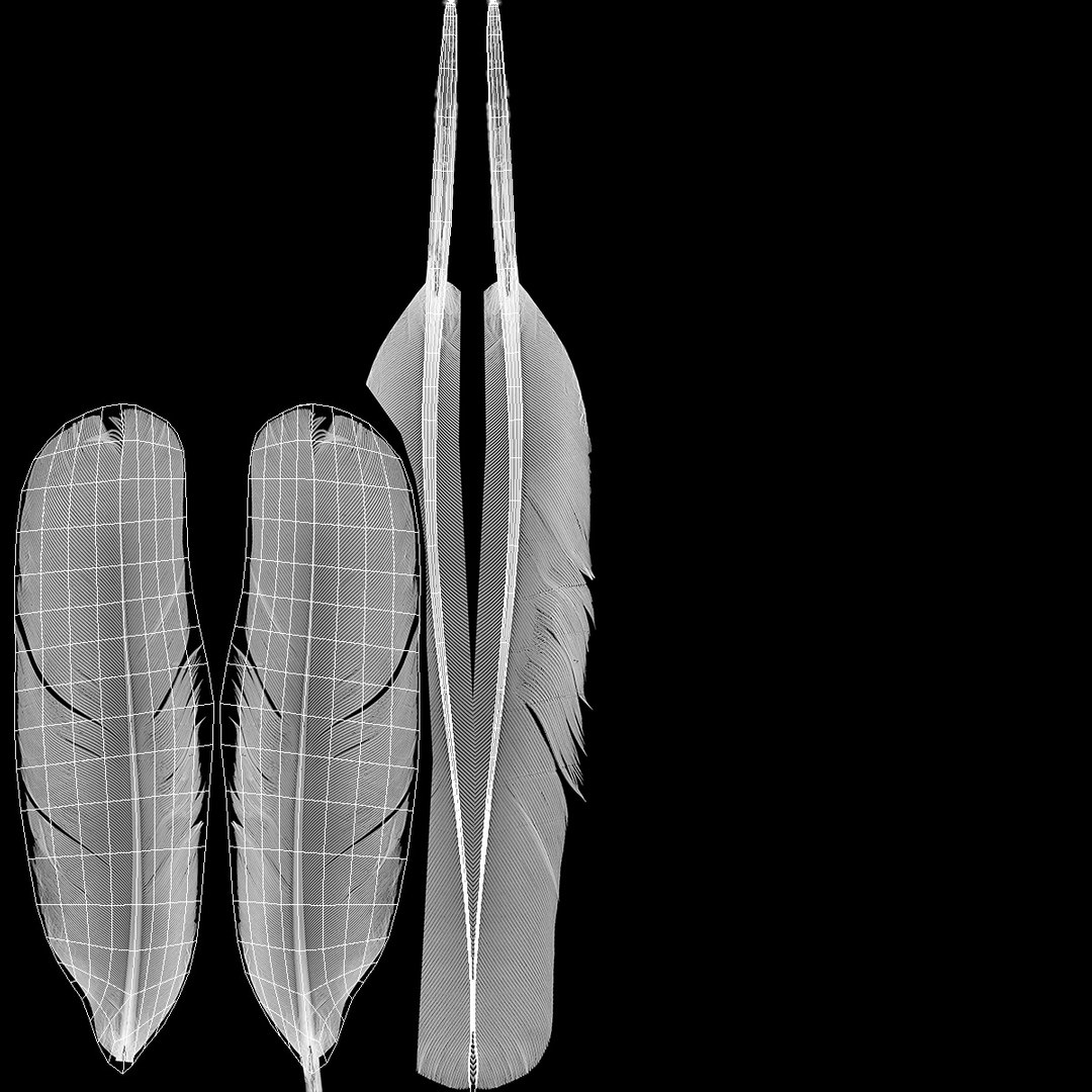 3D white goose feather model https://p.turbosquid.com/ts-thumb/bj/fPwcHV/piFZ1Rp5/whitegoosefeather3dsmodel014/jpg/1563830672/1920x1080/fit_q87/44e1013b144958c64ec580542387af68e5af22dc/whitegoosefeather3dsmodel014.jpg