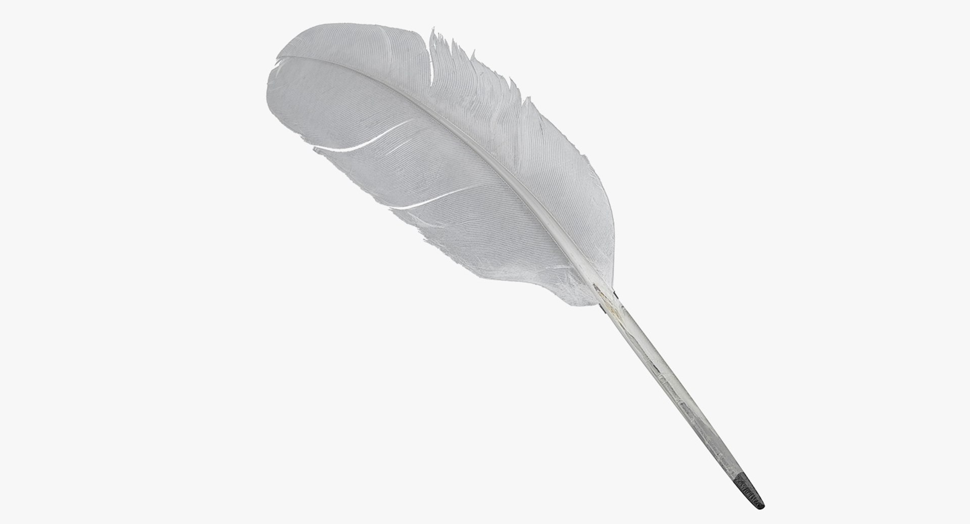 3D white goose feather model https://p.turbosquid.com/ts-thumb/bj/fPwcHV/s9irJ69T/whitegoosefeather3dsmodel004/jpg/1563830641/1920x1080/fit_q87/193ec870d505e94d11d01b5f0a5c79419c99c41e/whitegoosefeather3dsmodel004.jpg