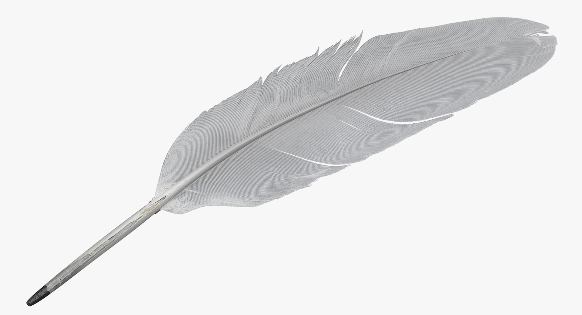 3D white goose feather model https://p.turbosquid.com/ts-thumb/bj/fPwcHV/y68X8y05/whitegoosefeather3dsmodel003/jpg/1563830637/1920x1080/fit_q87/dbe4861372744395a273bb49dae6eb06dedc5c6f/whitegoosefeather3dsmodel003.jpg