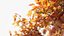 Maple Tree No.1