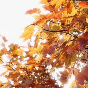 photogrammetry maple tree model