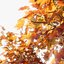 Maple Tree No.1