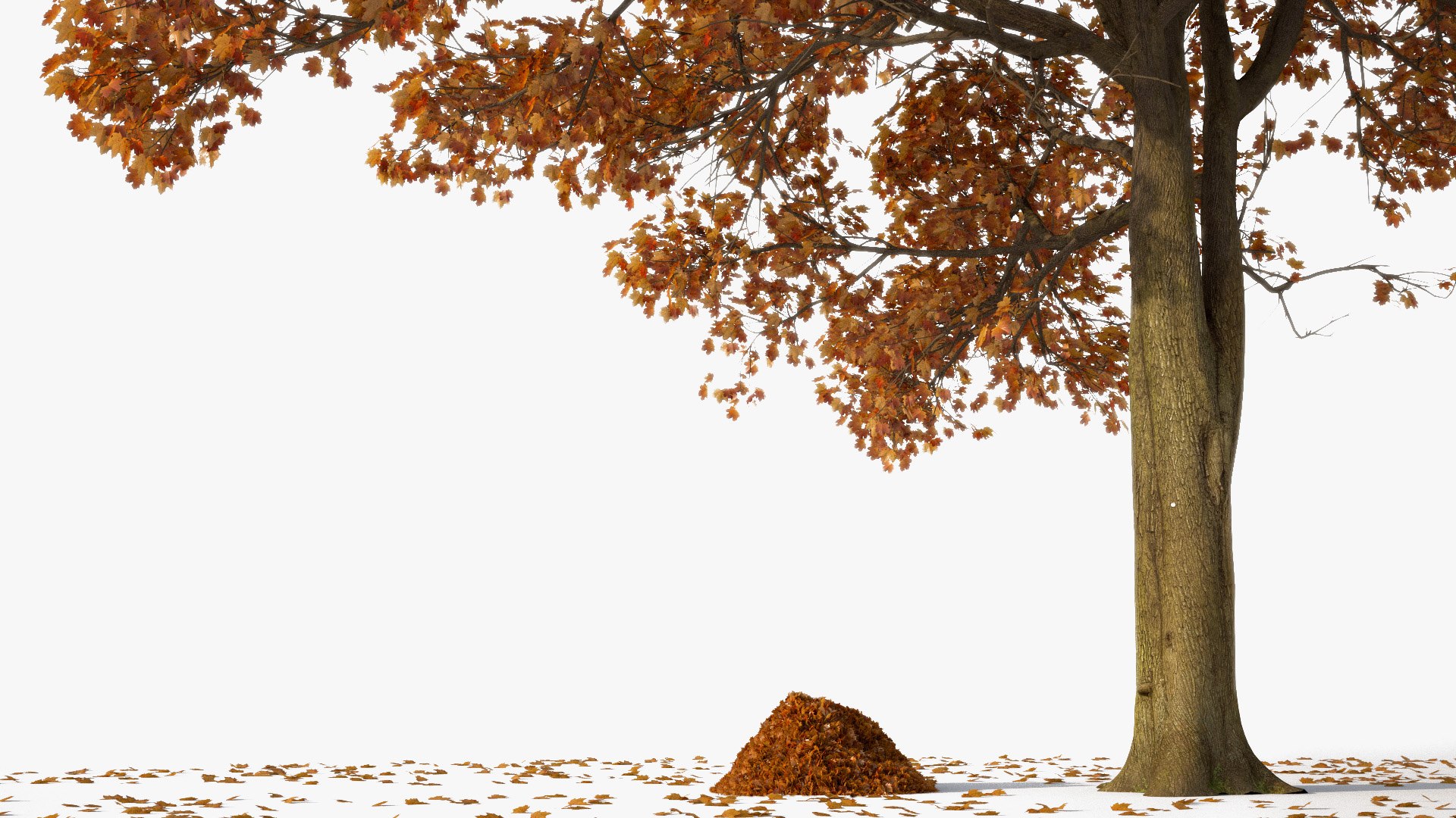 photogrammetry maple tree model https://p.turbosquid.com/ts-thumb/bj/fgrUd9/ShpDVJFf/tree_maple01_05/jpg/1508759823/1920x1080/fit_q87/bcce507ef63cf7c118b7bffc33bf218d8c538130/tree_maple01_05.jpg