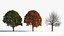 Maple Tree No.1