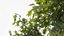 Maple Tree No.1