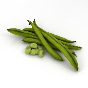 3D green bean model