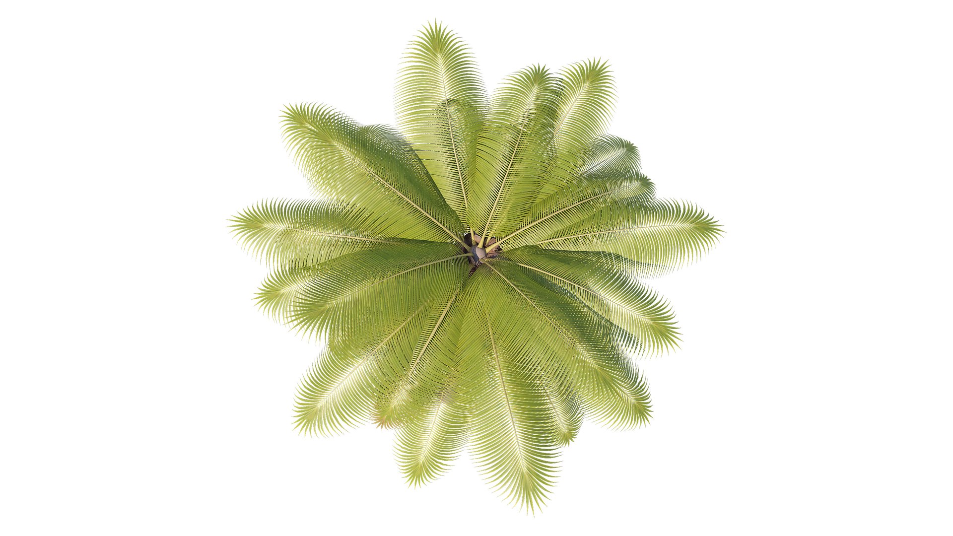 3D Palms Lowpoly Set 02 with LODs model https://p.turbosquid.com/ts-thumb/bj/ndaQSI/2j/render_4/jpg/1754749394/1920x1080/fit_q87/189b414f9ba8849c720506de16189853cc49e3bc/render_4.jpg