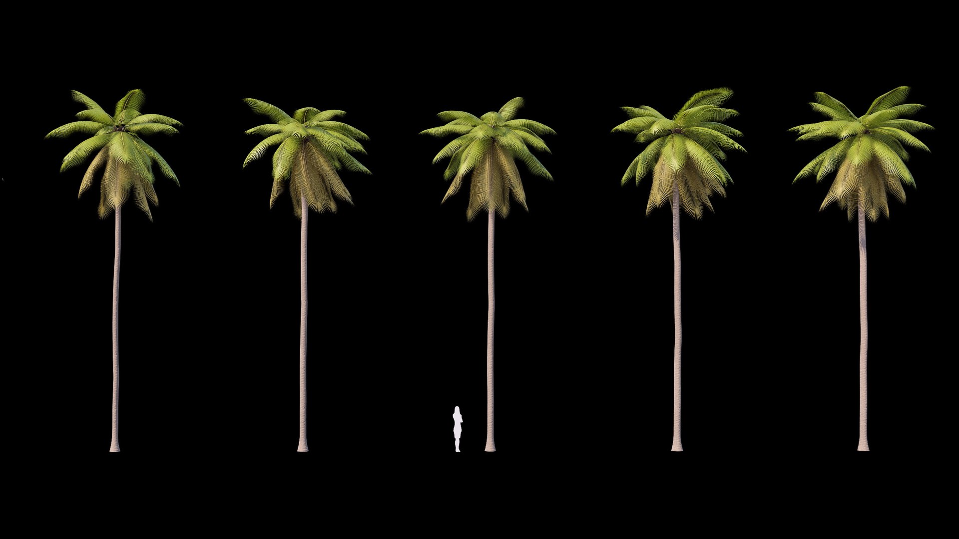 3D Palms Lowpoly Set 02 with LODs model https://p.turbosquid.com/ts-thumb/bj/ndaQSI/Ip/_render_22/jpg/1754749390/1920x1080/fit_q87/cfc30e08576ae404702e8f66e0d1f566a17a8ae7/_render_22.jpg