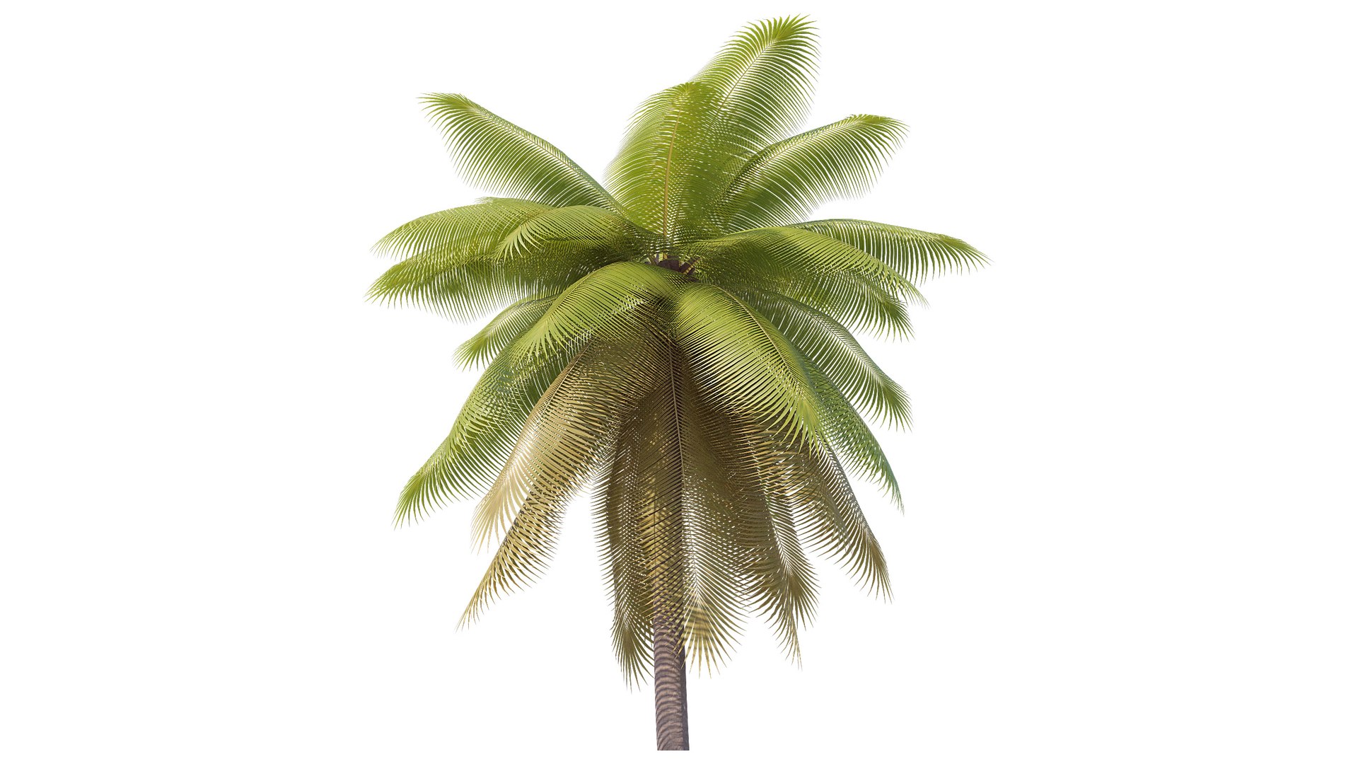 3D Palms Lowpoly Set 02 with LODs model https://p.turbosquid.com/ts-thumb/bj/ndaQSI/VF/render_3/jpg/1754749395/1920x1080/fit_q87/c2e76f7a9669585ec23425e8905f829039aac980/render_3.jpg