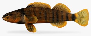 fbx etheostoma tippecanoe darter male