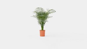 Dypsis lutescens 3D model