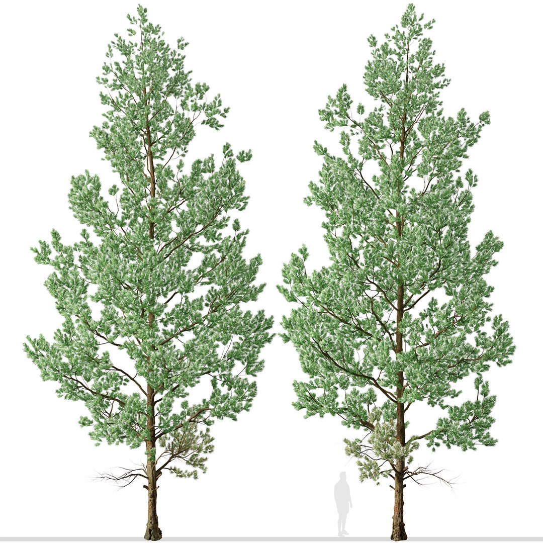 Douglas Fir or Pseudotsuga menziesii Tree 3D model https://p.turbosquid.com/ts-thumb/bk/0F8c1g/33/douglasfir2/jpg/1664740649/1920x1080/fit_q87/9c77077d3aca4b0bc0055df769f2ed2b4dffd2b6/douglasfir2.jpg