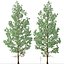 花旗松或 Pseudotsuga menziesii 树