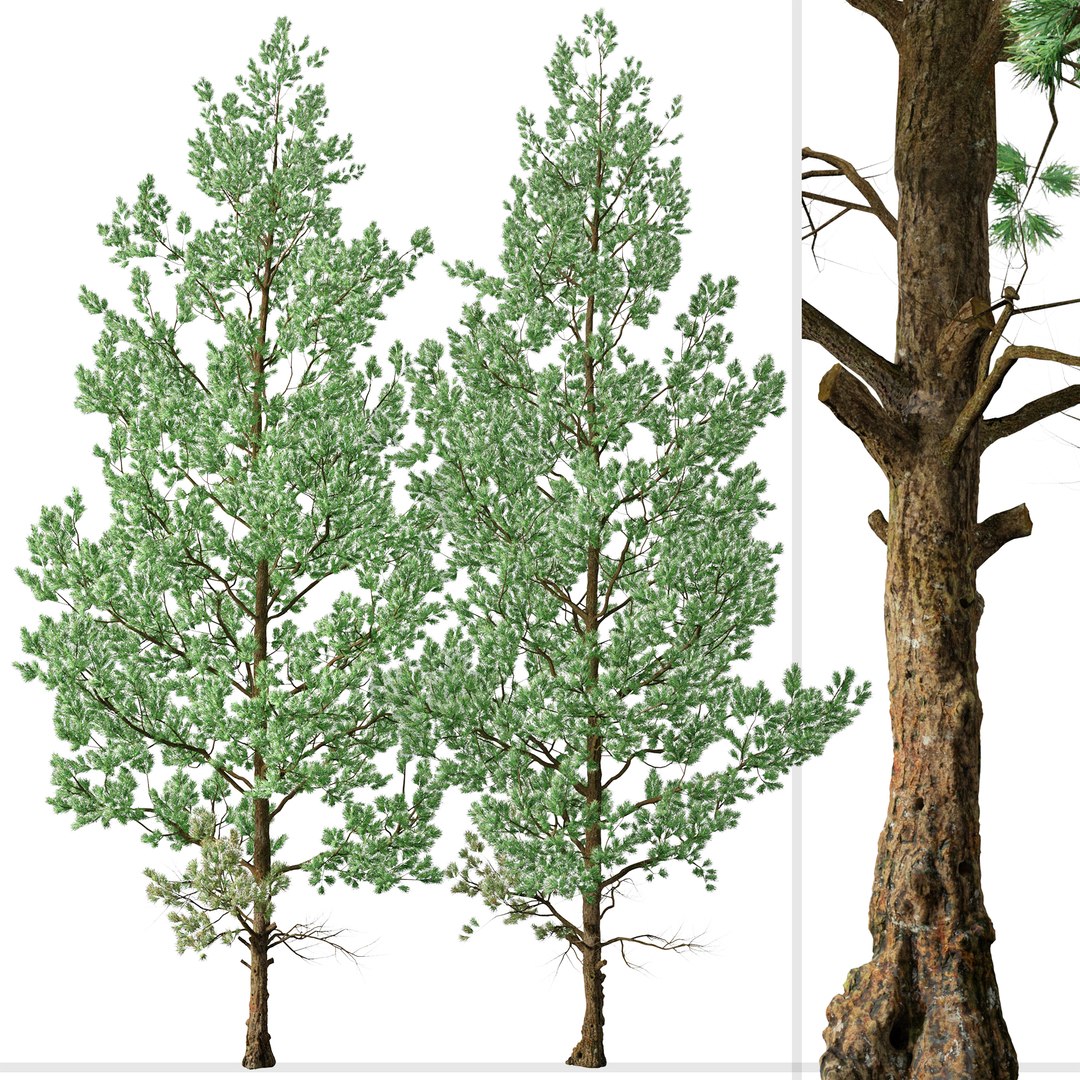 Douglas Fir or Pseudotsuga menziesii Tree 3D model https://p.turbosquid.com/ts-thumb/bk/0F8c1g/D1/douglasfir3/jpg/1664739981/1920x1080/fit_q87/978286b26d1072665a9e581325f06eeef725d0ca/douglasfir3.jpg