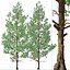 花旗松或 Pseudotsuga menziesii 树