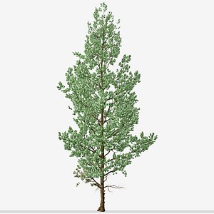 Douglas Fir or Pseudotsuga menziesii Tree 3D model
