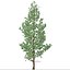 花旗松或 Pseudotsuga menziesii 树