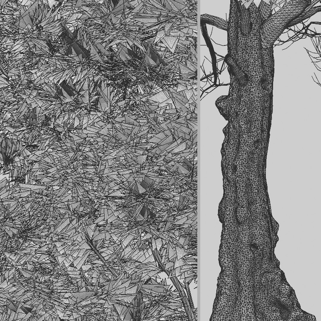 Douglas Fir or Pseudotsuga menziesii Tree 3D model https://p.turbosquid.com/ts-thumb/bk/0F8c1g/oC/douglasfir4t/jpg/1664740636/1920x1080/fit_q87/7a3852858968539ca638b57e6ecab97e6e2b4f5b/douglasfir4t.jpg