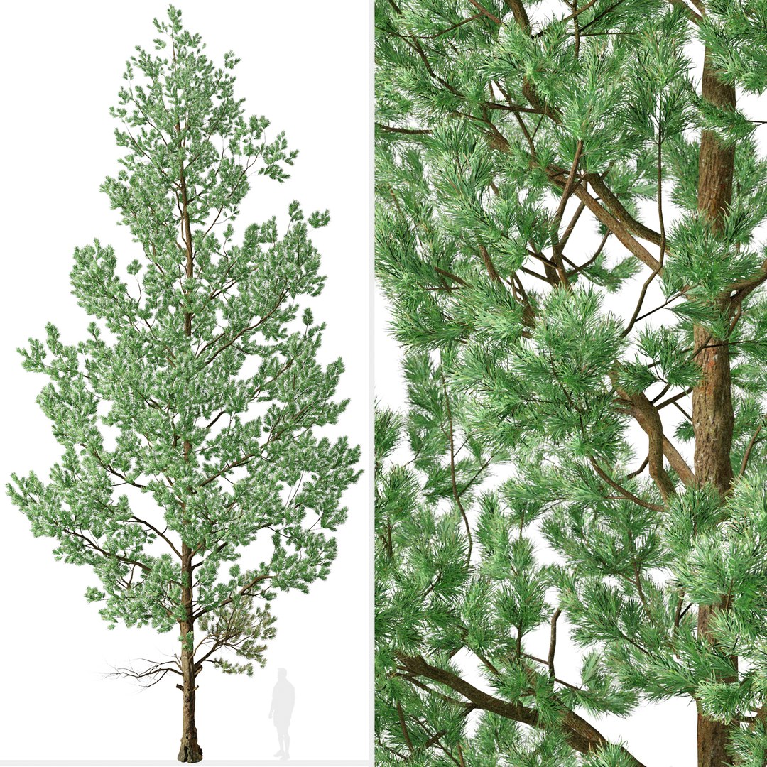 Douglas Fir or Pseudotsuga menziesii Tree 3D model https://p.turbosquid.com/ts-thumb/bk/0F8c1g/q8/douglasfirsett0/jpg/1664740881/1920x1080/fit_q87/fd42f70caa01a647c48a8a2db7490c0a036508e4/douglasfirsett0.jpg
