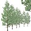 花旗松或 Pseudotsuga menziesii 树