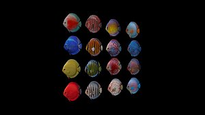 16 color discus fish