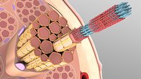 Skeletal Muscle Cell Fiber Cross Section