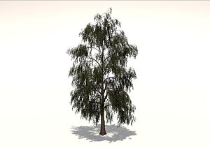 3D birch tree