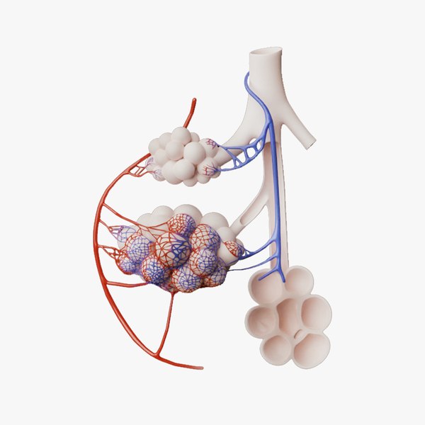 3D Bronchioles and Alveoli Anatomy model