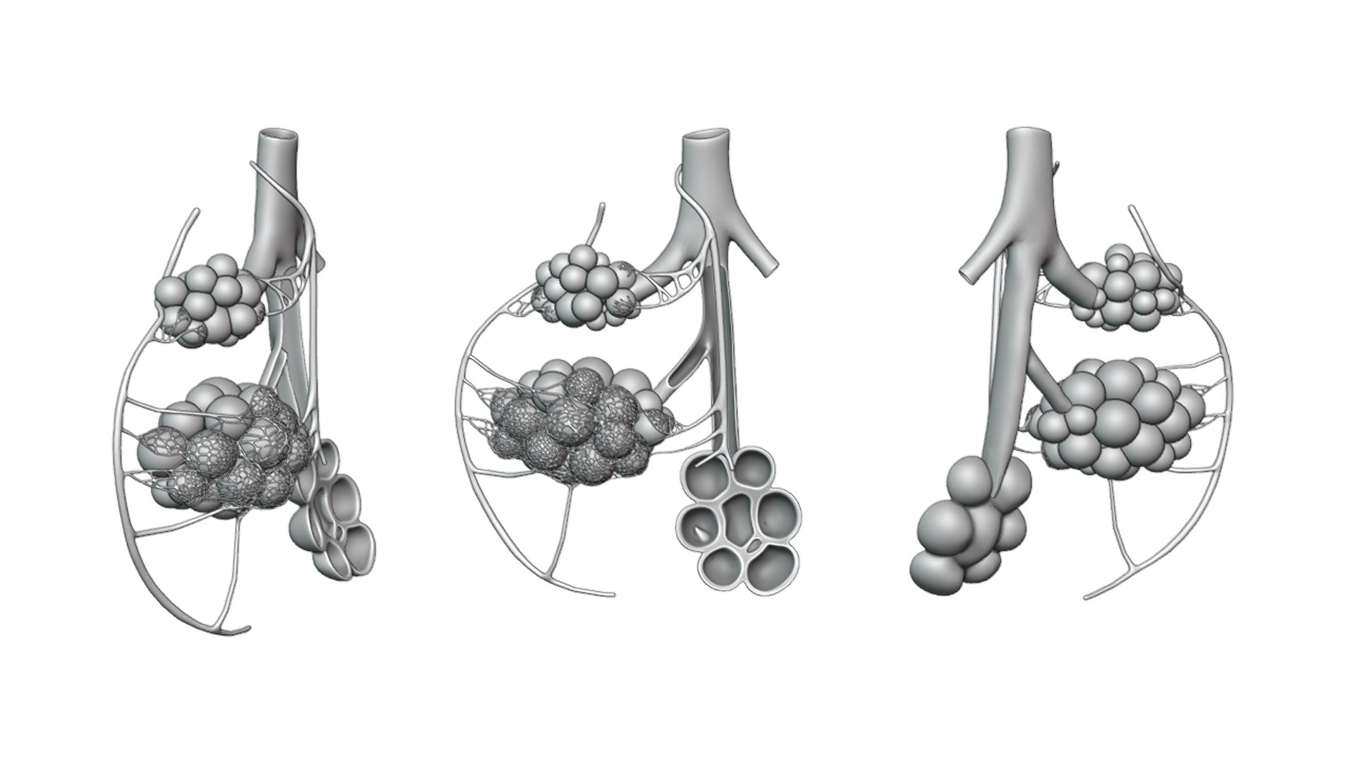 3D Bronchioles And Alveoli Anatomy Model TurboSquid 2035725