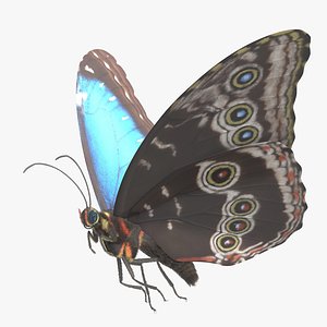 Blue Morpho Butterfly Rigged 3D