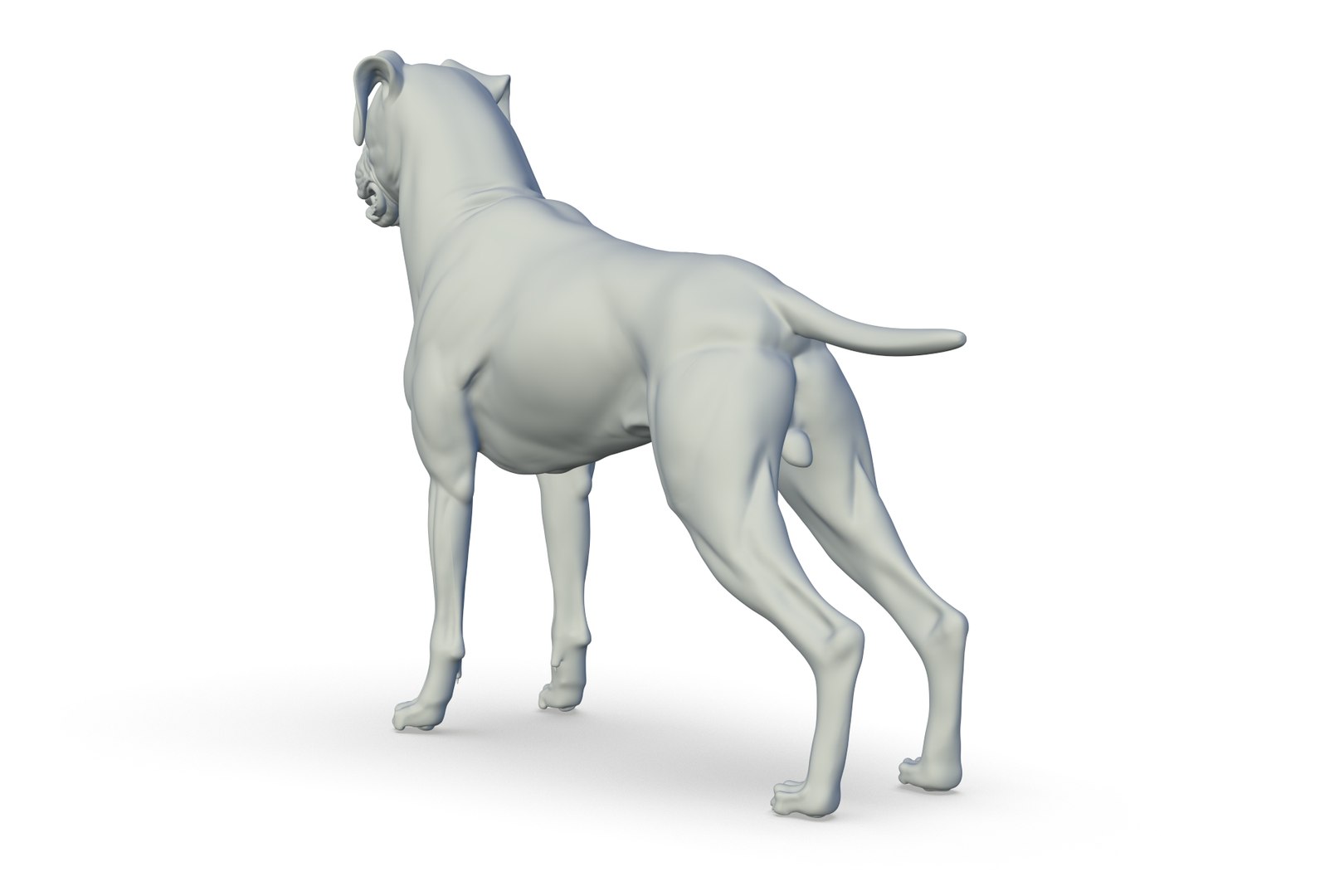 Boxer 3D model https://p.turbosquid.com/ts-thumb/bk/Gi9F8Y/1d/render_04/jpg/1712494726/1920x1080/fit_q87/bd8b0e01027e10abe930cc34355cd24943ae5a01/render_04.jpg