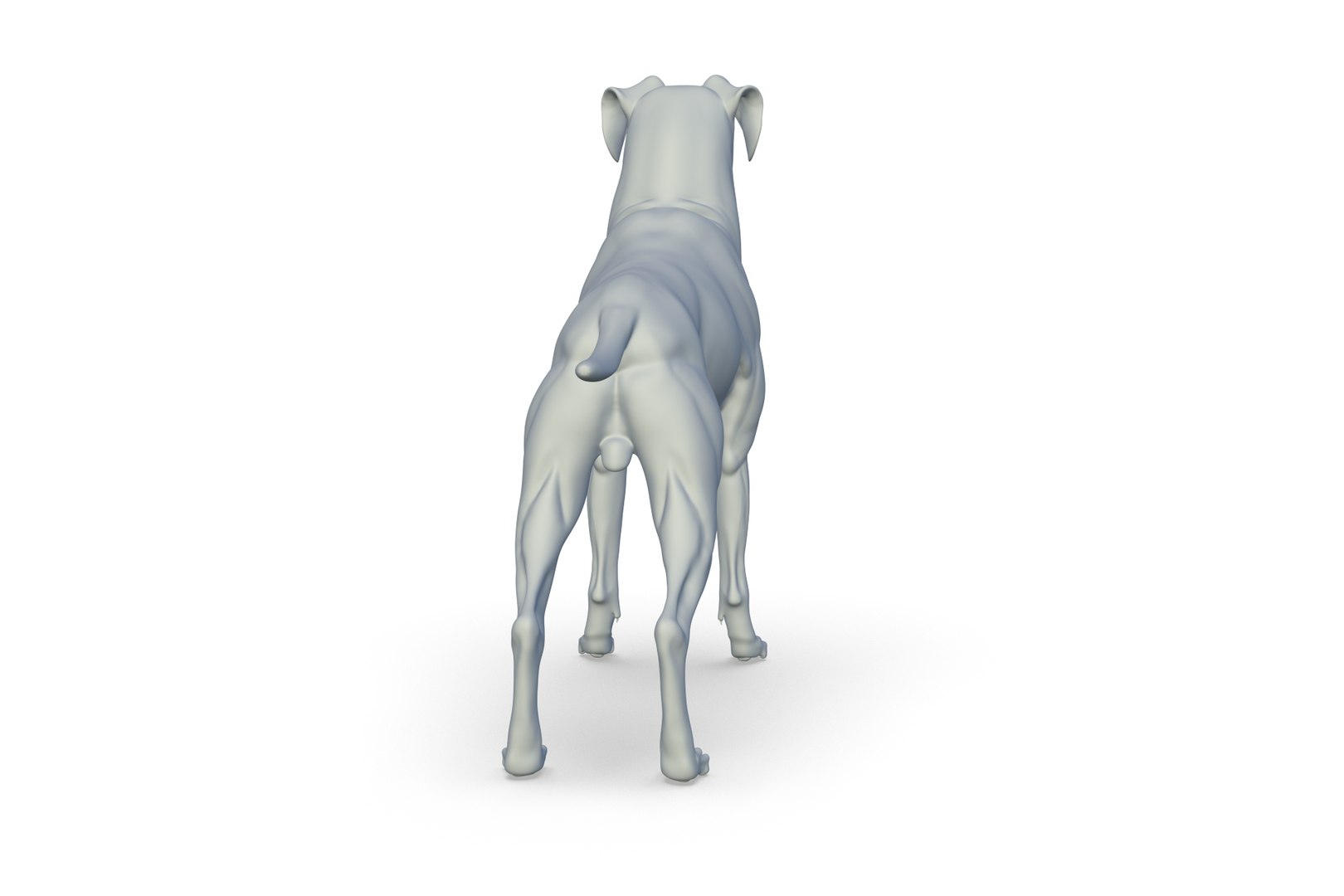 Boxer 3D model https://p.turbosquid.com/ts-thumb/bk/Gi9F8Y/6U/render_06/jpg/1712494728/1920x1080/fit_q87/a3a53559918f2dff57513acdc571e65496064368/render_06.jpg