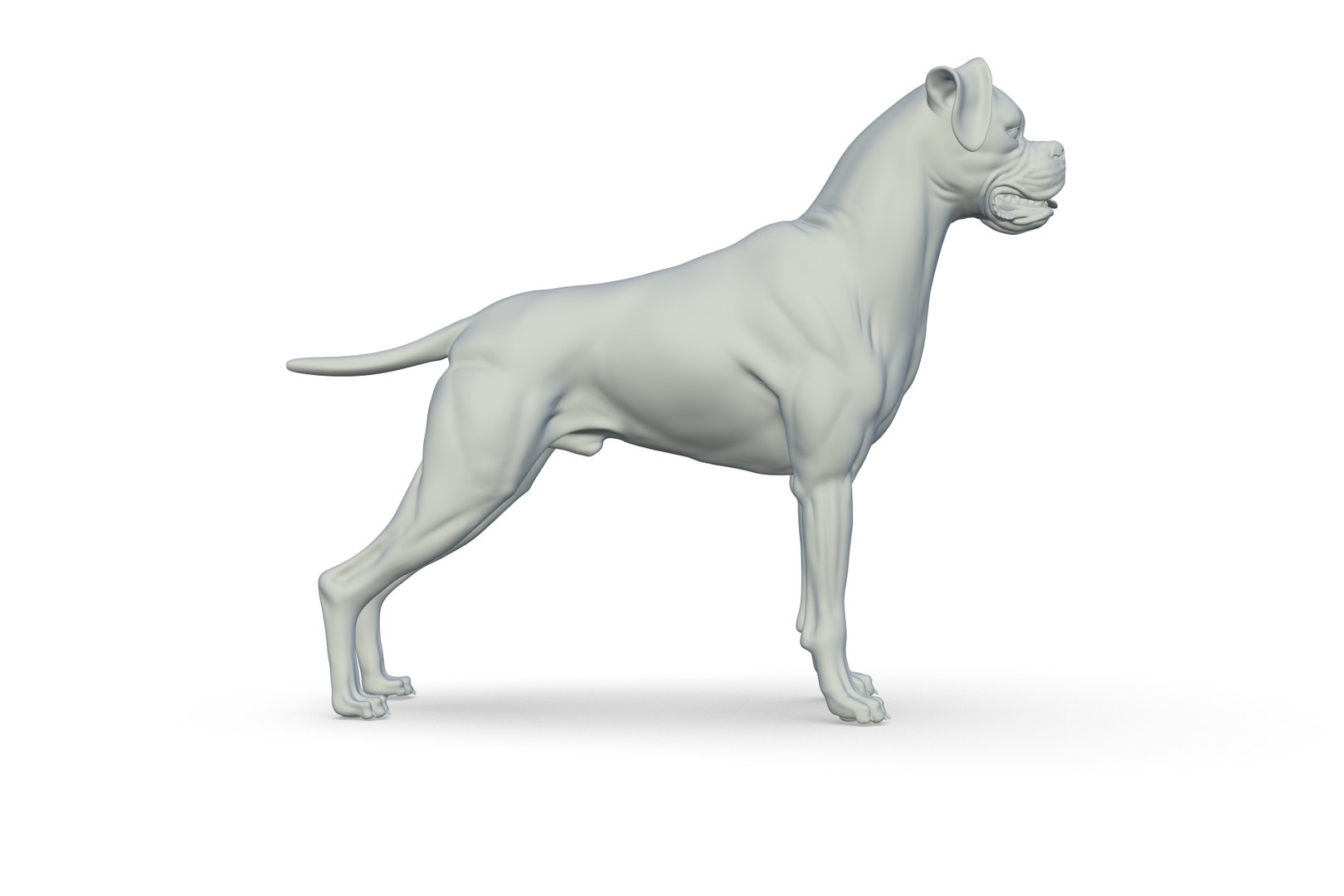 Boxer 3D model https://p.turbosquid.com/ts-thumb/bk/Gi9F8Y/Fo/render_09/jpg/1712494729/1920x1080/fit_q87/3f6e353cae81429e0bdd09d62169a85d6128263c/render_09.jpg