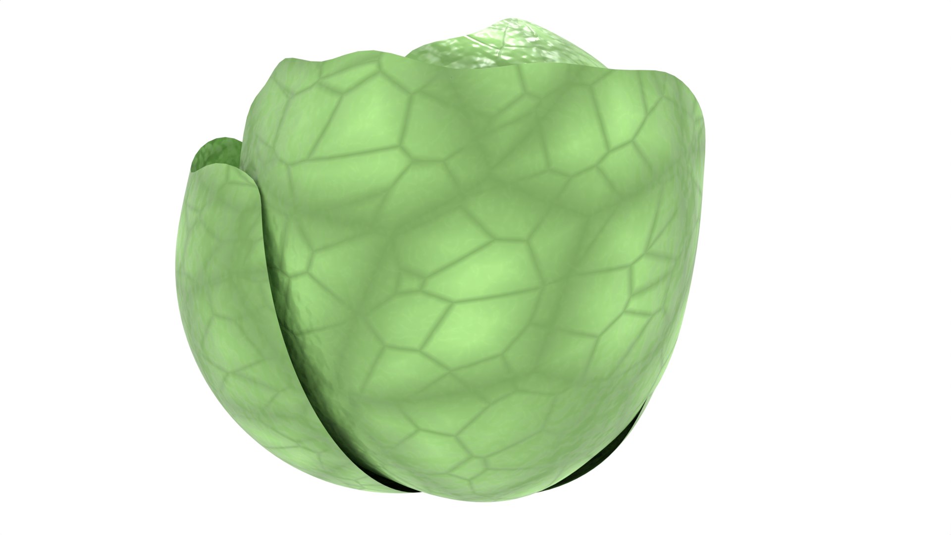 3D Cartoon Lettuce https://p.turbosquid.com/ts-thumb/bk/TDYAf2/65/lettuce5/png/1722714099/1920x1080/fit_q87/ac99d8bff2082a9fa9edd20a40507c29a2ab15dd/lettuce5.jpg