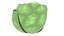 Lechuga De Dibujos Animados