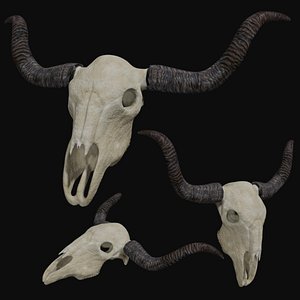 3D Cow bull longhorn skull model