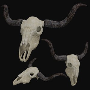 Cow bull longhorn skull