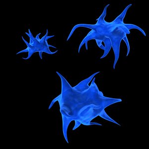 thrombocytes