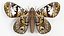 Owl Moth Static