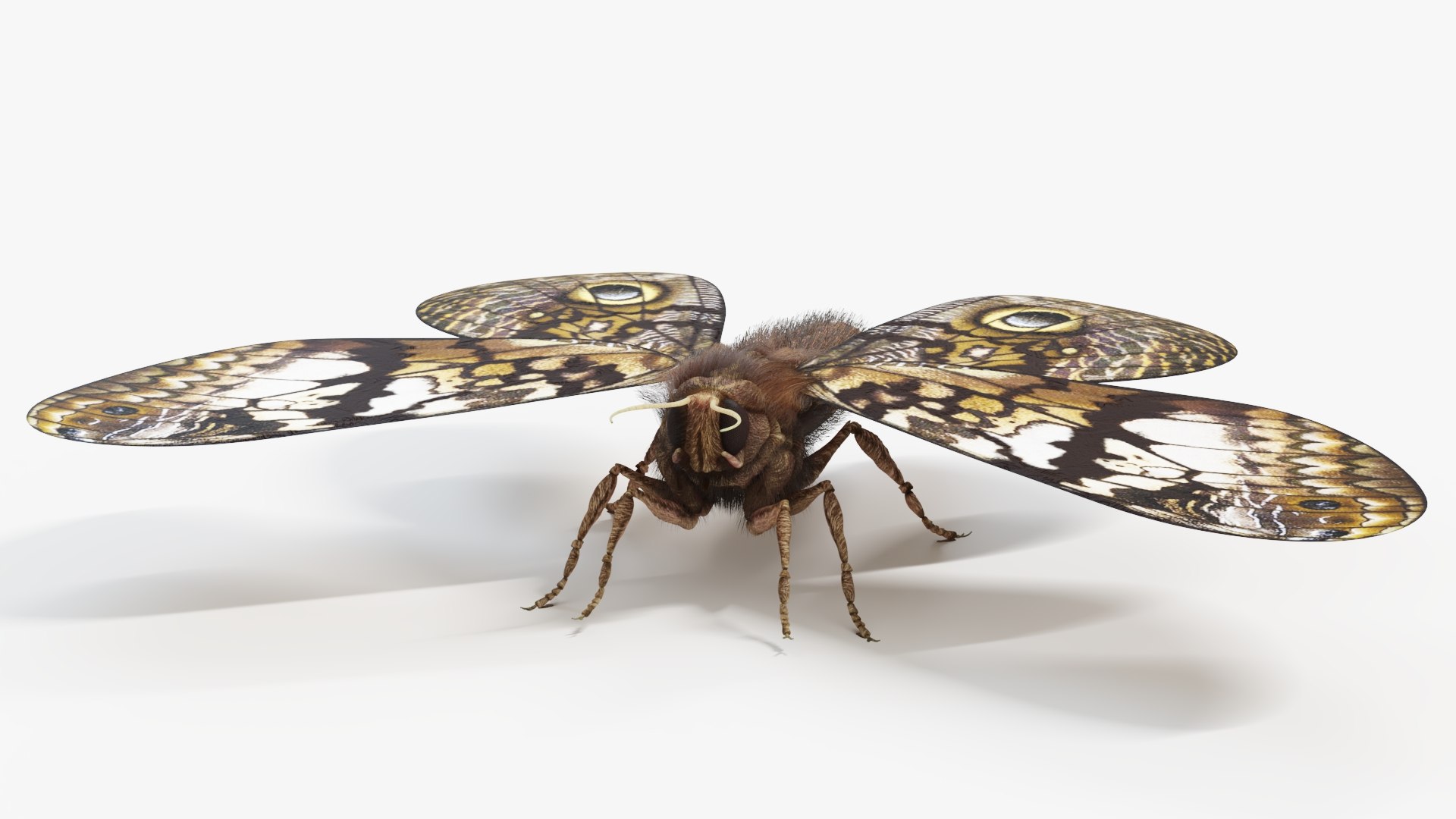 Owl Moth Static 3D model https://p.turbosquid.com/ts-thumb/bk/i1DsAK/oE/theowlmoth_productshot4/jpg/1672651586/1920x1080/fit_q87/e3e6b5d24fb7cfb974cb7031ef8f1c82b17a5510/theowlmoth_productshot4.jpg