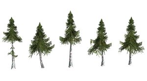 pine