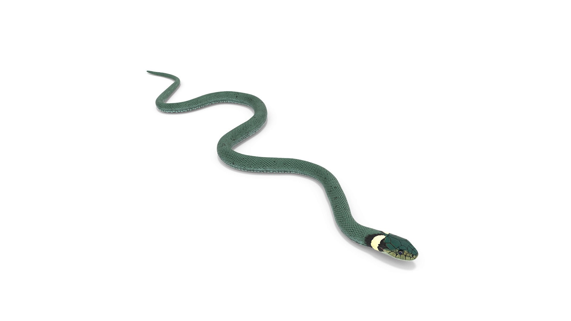 Water Snake Green Crawling 3D model preview