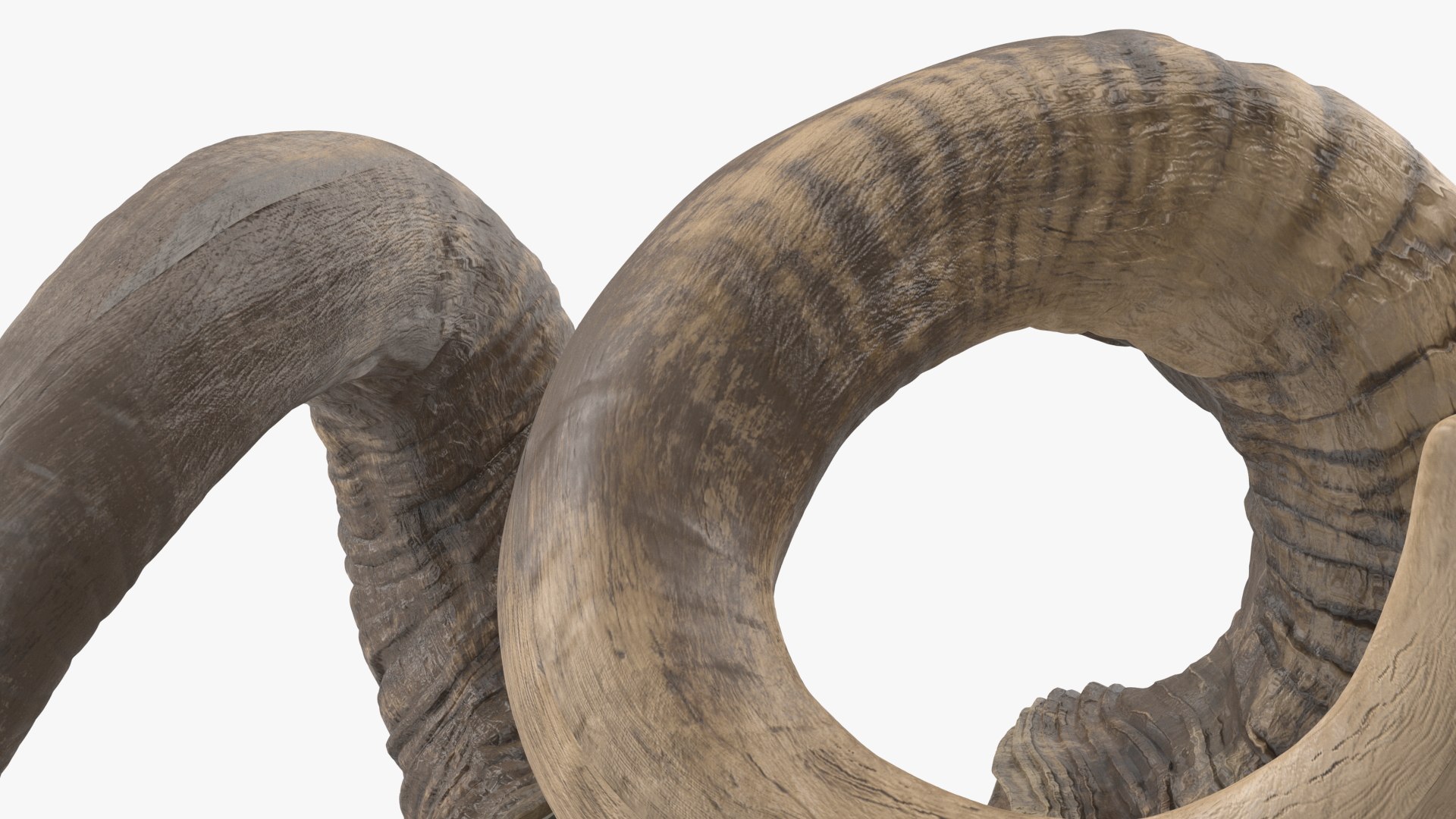Animal Twisted Horns Dark 3D model https://p.turbosquid.com/ts-thumb/bk/vdsGLD/Ve/animaltwistedhornsdarkvray3dmodel015/jpg/1661767644/1920x1080/fit_q87/3c889fc781616f6b137e7ee8f879f426dd1f8109/animaltwistedhornsdarkvray3dmodel015.jpg