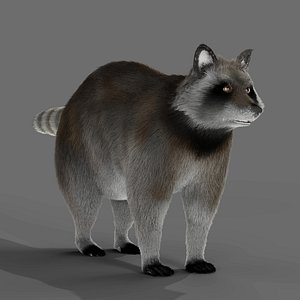 Fur Raccoon Grey NO Rigged in Blender 3D model