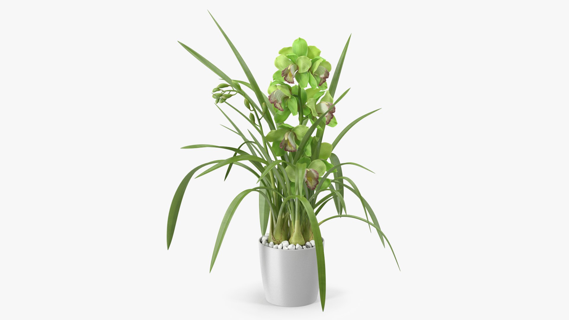 Orchid Pot Flower Green Fur 3D model preview